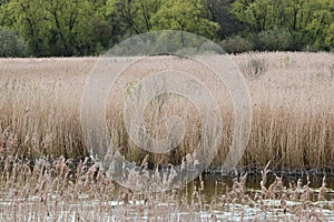 Reeds on Norfolk Broads by River Yare, Surlingham, Norfolk, England, UK