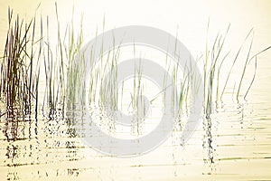 Reeds in Peaceful Lake