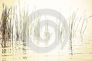 Reeds in Peaceful Lake photo