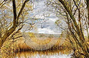 Reeds and pond at Leighton Moss, Lancashire photo