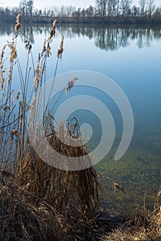 Reeds at the quarry pond near the Rhine lowland canal, Rheinniederungskanal Iffezheim