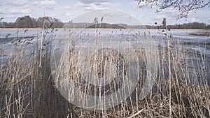 Reeds in reed bed swaying in gale force wind in winter