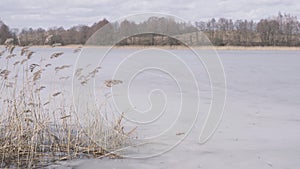 Reeds in reed bed swaying in gale force wind in winter