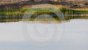 The reeds reflected themselves in the water