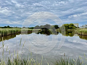 Reeds reflecting on a lake in marshes