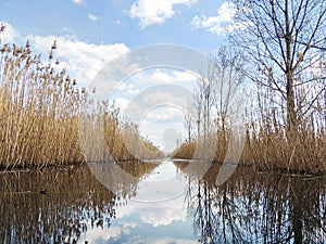 Reeds reflection in calm swamp water