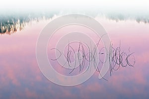 Reeds and Reflections at Dawn