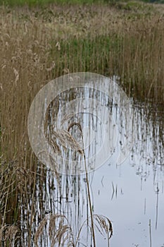 Reeds and Reflections in River, Redgrave and Lopham Fen, Suffolk, UK