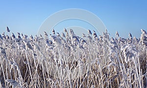 Reeds with rime frost photo