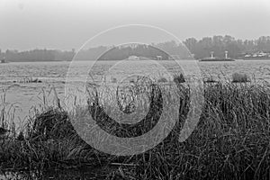 Reeds in the rive, Swaying Reed background, monochrome image