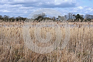 Reeds and River, Redgrave and Lopham Fen, Suffolk, UK