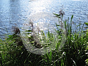 Reeds Rush Grass Plant with Water River Background of Wetland