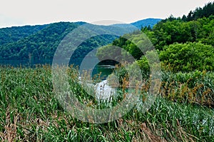 Reeds and Rushes Growing in Plitvice Lakes, Croatia