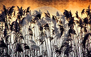 Reeds and rushes on a river bank at sunset