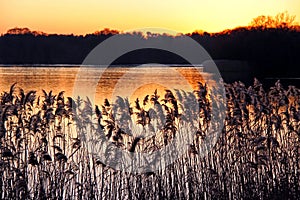 Reeds and rushes on a river bank at sunset