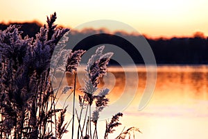 Reeds and rushes on a river bank at sunset