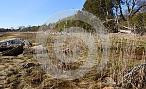 Reeds and Sea Grass Along the Coastline