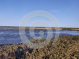 Reeds on the seashore and the sea. Plants, sky, sea, skyline. Seaside on a clear summer day.