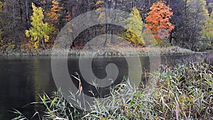 The reeds shake in the autumn wind and rare snowflakes fall into the water