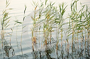 Reeds in shallow water