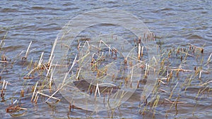 Reeds shoots sprout from the water surface at springtime