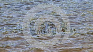 Reeds shoots sprout from the water surface in springtime at windy weather