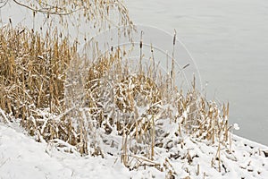 Reeds on the shore of a frozen pond in the snow