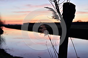 Reeds in silhouette before the still water of a canal close to Vinkel in the Netherlands