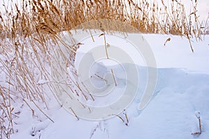 Reeds in a snowdrift during the winter day