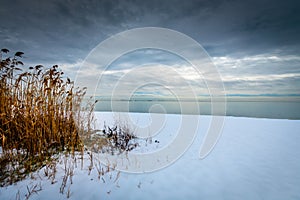 Reeds on a snowy shoreline.