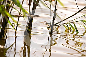 Reeds in stagnant water