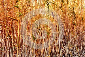 Reeds in the summer backlit by the sun