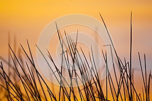 Reeds at sunrise