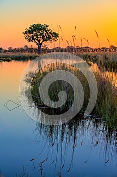 Reeds and sunset