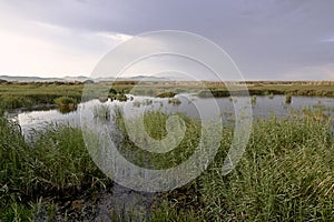 Reeds at sunset bathed by rays of the sun