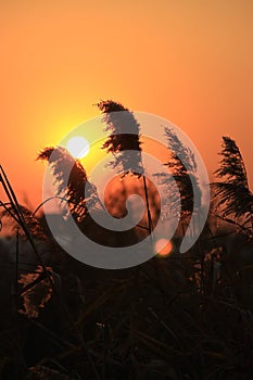 Reeds in sunset glow