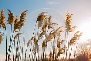 Reeds in the Sunset