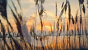 Reeds sway on sunset sea background. Beach grass blow in fall nature landscape.