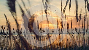 Reeds sway on sunset sea background. Beach grass blow in fall nature landscape.
