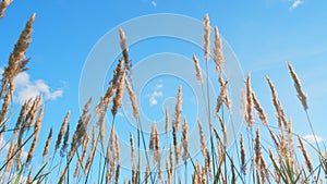 Reeds sway in wind. Grass blowing on nature autumn field. Beautiful romantic sunrise shining golden light. Low angle