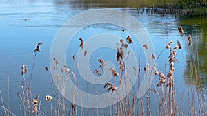 The reeds sway in the wind. The setting sun illuminates plants, grass, river reeds. River in the background. The rays of the sun