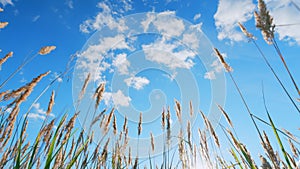 Reeds sway on wind and sun rays. Reeds sway on wind in sunset light background. Low angle view. photo