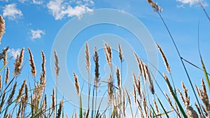 Reeds sway on wind with sun rays. Young reed stalks sway in wind at sunset. Low angle view. photo