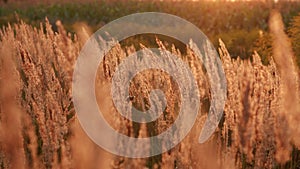 Reeds sway on wind at sunset. Slow motion.