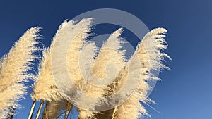 Reeds swaying in wind at sunny weather. Wind blowing in the reed. Marsh grass swaying in the breeze.