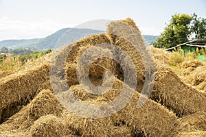 Reeds texture. Straw surface.