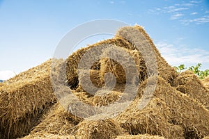 Reeds texture. Straw surface
