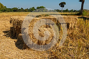 Reeds texture. Straw surface.