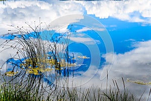 Reeds in Trapp Lake with Blue Sky and Clouds reflection on the smooth water surface