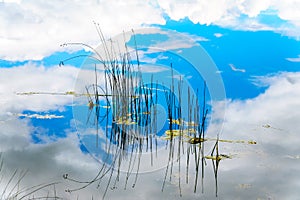 Reeds in Trapp Lake with Blue Sky and Clouds reflection on the smooth water surface